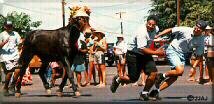Molokai, Hawaii - Mule drags
