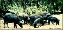 Photo - Kalaupapa - Wild Pigs, Molokai, Hawaii